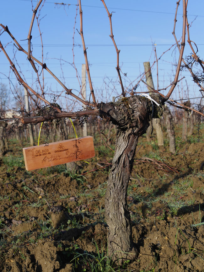 Виноградник на урожай